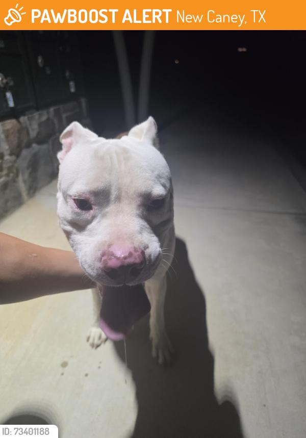 Found/Stray Male Dog last seen Harrington Trails in New Caney, New Caney, TX 77357