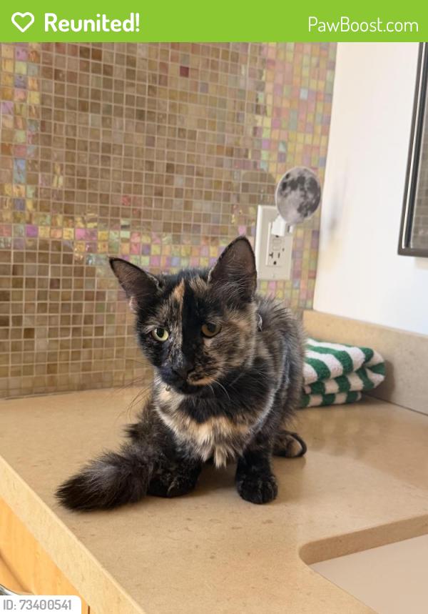 Reunited Female Cat last seen Montgomery and Union Street, SF, San Francisco, CA 94104