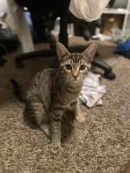 Reunited Female Cat last seen McClellan Court apmts, North Highlands, CA 95660