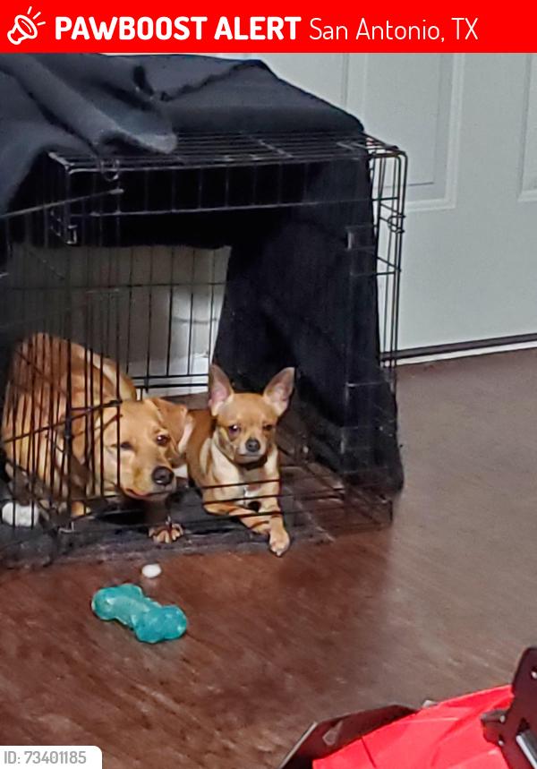 Lost Male Dog last seen Walzem elementary, San Antonio, TX 78218