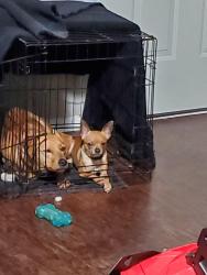 Lost Male Dog last seen Walzem elementary, San Antonio, TX 78218