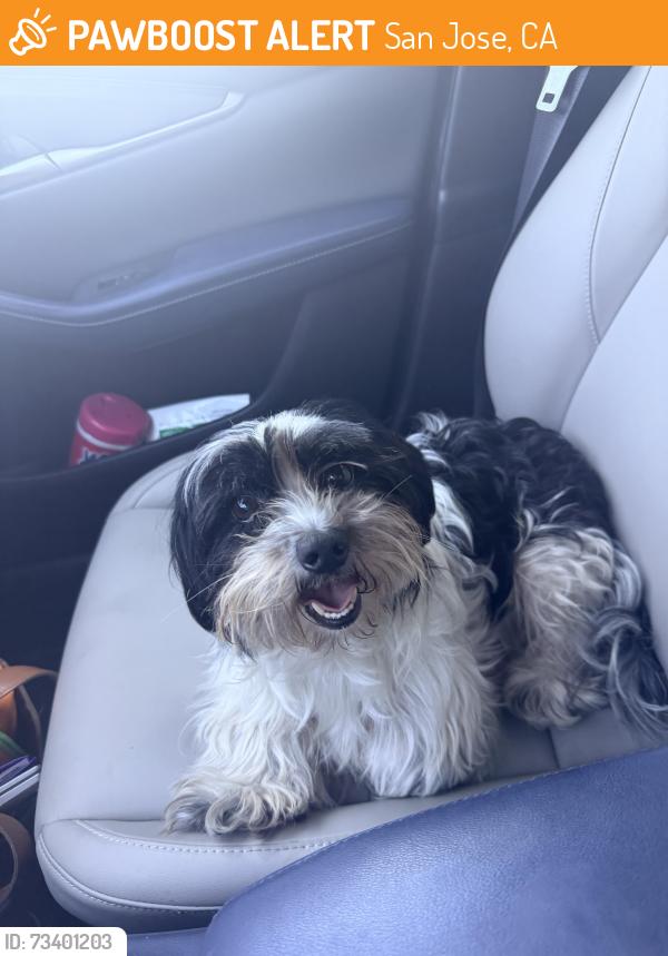 Found/Stray Female Dog last seen On 24th street near the intersection of Julian street, San Jose, CA 95112