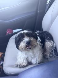 Found/Stray Female Dog last seen On 24th street near the intersection of Julian street, San Jose, CA 95112