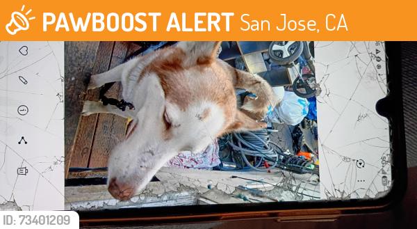 Found/Stray Male Dog last seen Gish and old bayshore, San Jose, CA 95112
