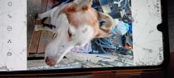 Found/Stray Male Dog last seen Gish and old bayshore, San Jose, CA 95112