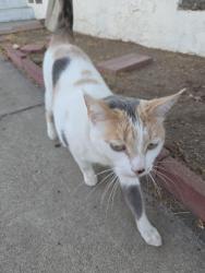 Found/Stray Unknown Cat last seen Buena vista ave, Lemon Grove, CA 91945