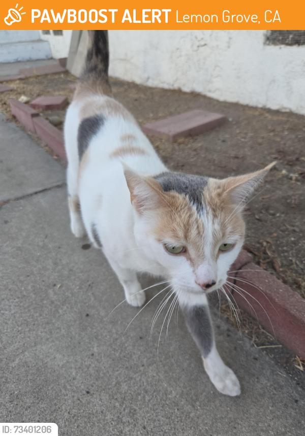 Found/Stray Unknown Cat last seen Buena vista ave, Lemon Grove, CA 91945