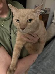 Reunited Unknown Cat last seen Abbingdon, Port St. Lucie, FL 34953