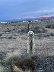 Found/Stray Unknown Dog last seen Louisiana & Elena NE, Albuquerque, NM 87113