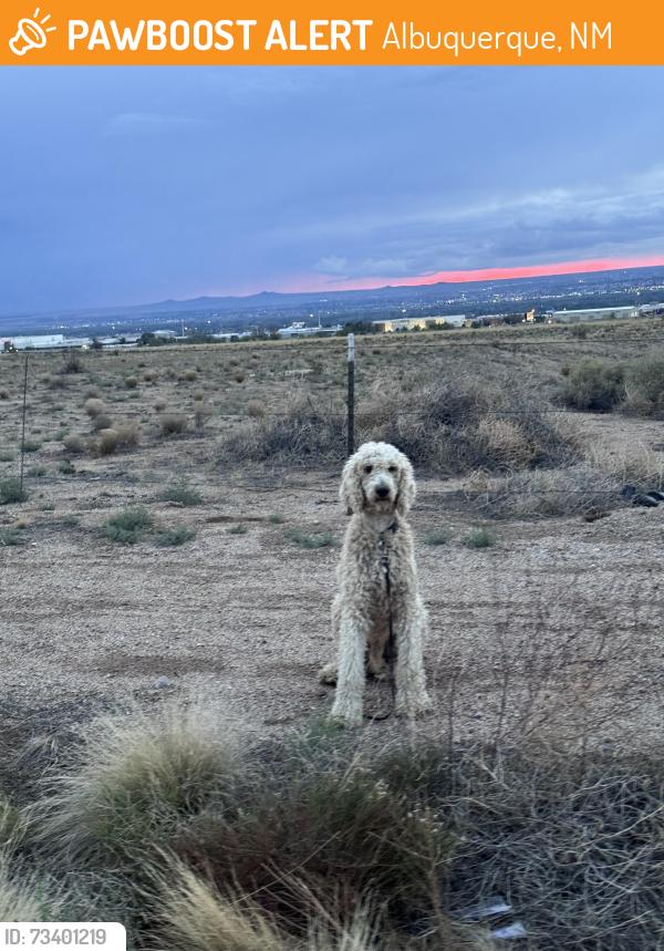 Found/Stray Unknown Dog last seen Louisiana & Elena NE, Albuquerque, NM 87113