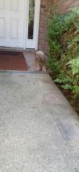 Found/Stray Unknown Dog last seen Near Yorkwood Rd S, Mobile, AL 36693