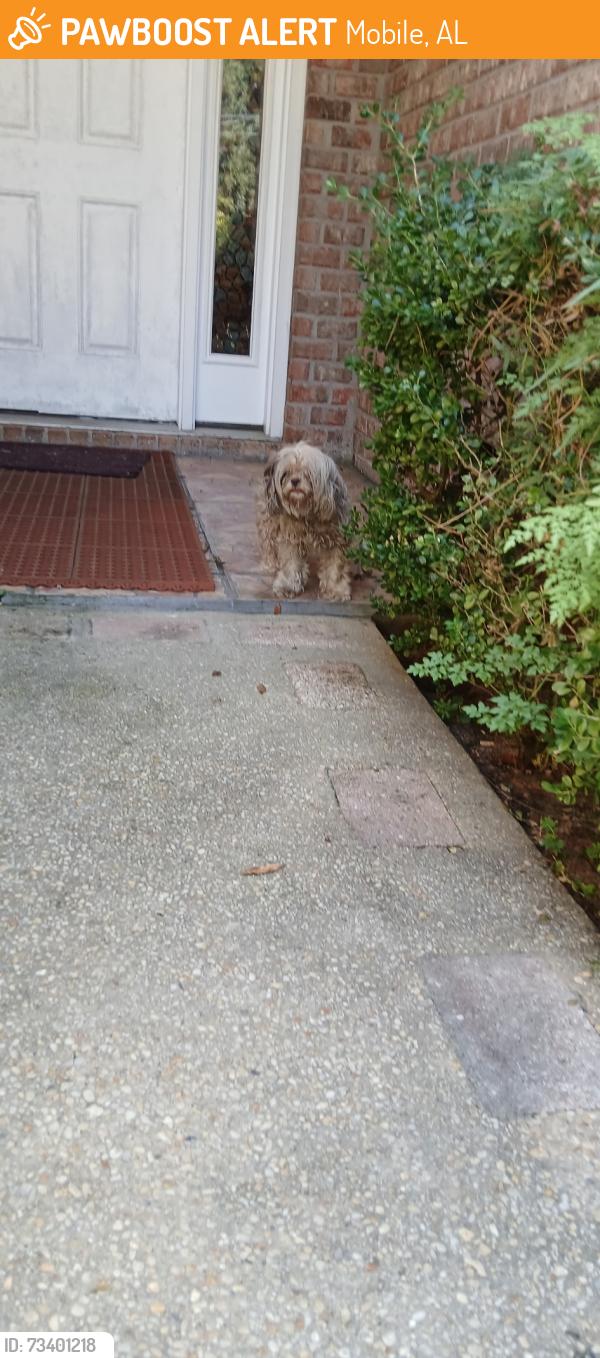 Found/Stray Unknown Dog last seen Near Yorkwood Rd S, Mobile, AL 36693
