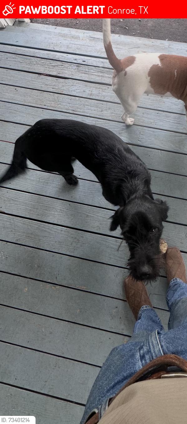 Lost Female Dog last seen Needham Fire Station, Jacob’s reserve, Conroe, TX 77384