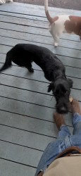 Lost Female Dog last seen Needham Fire Station, Jacob’s reserve, Conroe, TX 77384