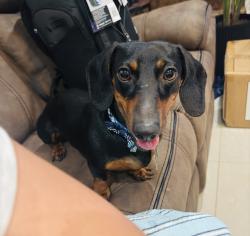 Lost Male Dog last seen Emerald sun, San Antonio, TX 78245