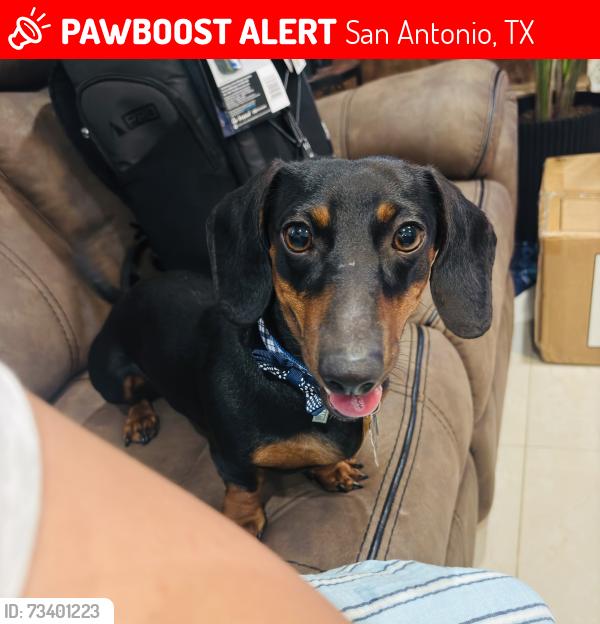 Lost Male Dog last seen Emerald sun, San Antonio, TX 78245