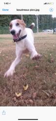 Reunited Male Dog last seen Near Sidonia St Encinitas CA 92025, Encinitas, CA 92024
