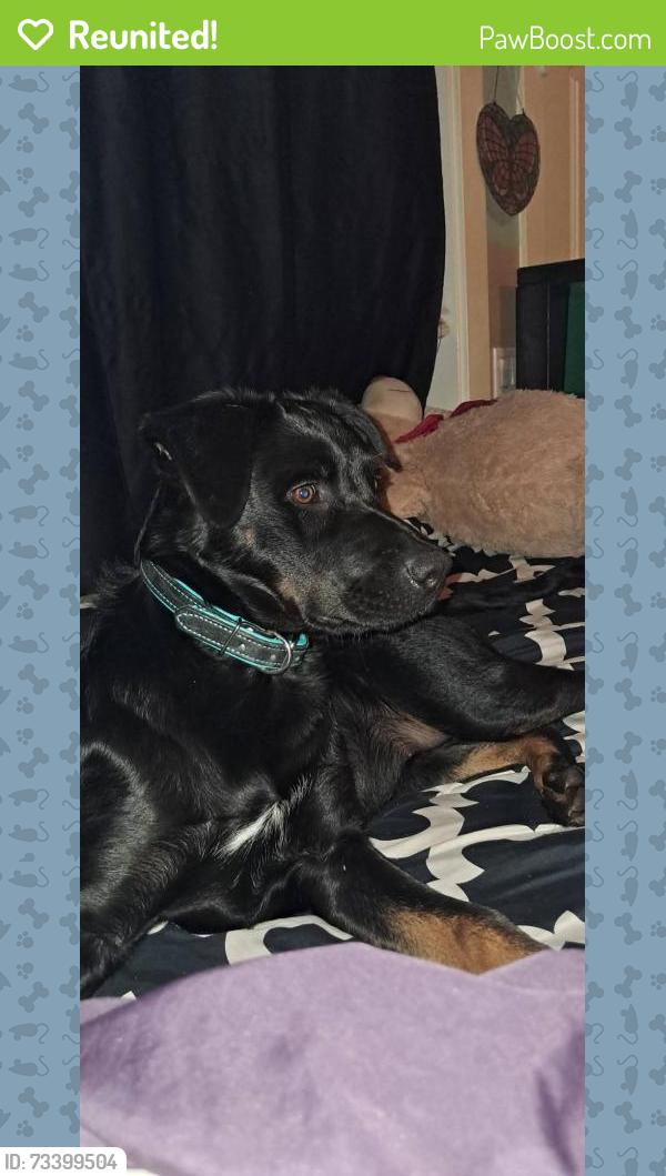 Reunited Female Dog last seen Brooks Ave, Keizer, OR 97307