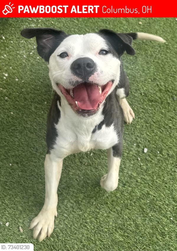 Lost Female Dog last seen Blacklick, Columbus, OH 43110