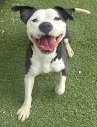 Lost Female Dog last seen Blacklick, Columbus, OH 43110