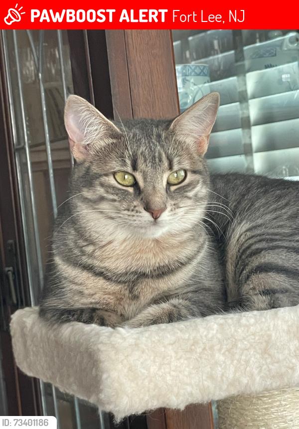 Lost Female Cat last seen Near Whiteman Street, Fort Lee, NJ 07024
