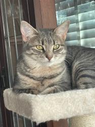 Lost Female Cat last seen Near Whiteman Street, Fort Lee, NJ 07024