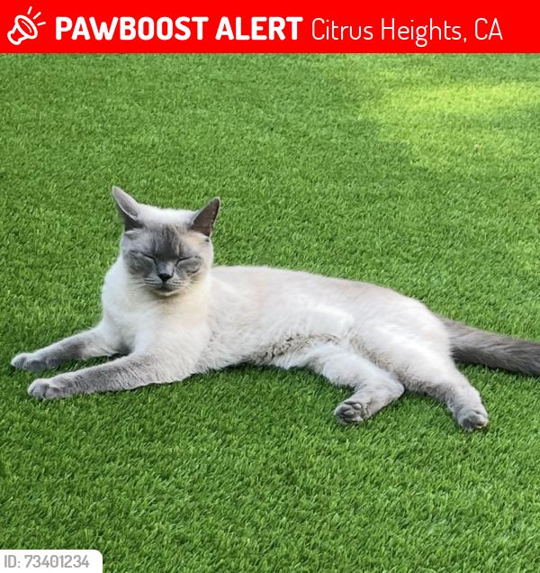 Lost Male Cat last seen Amsterdam Ave, Citrus Heights, CA 95621, Citrus Heights, CA 95621