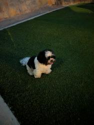 Found/Stray Male Dog last seen Darington and Eastlake, Horizon City, TX 79928