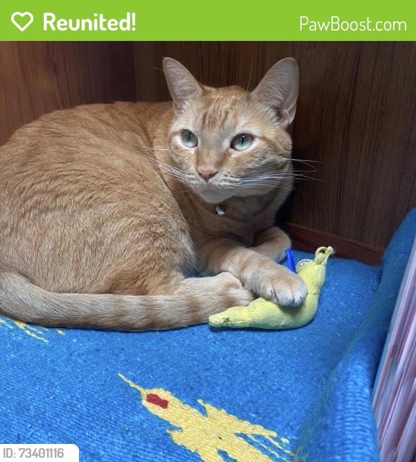 Reunited Male Cat last seen Near Dunleer Pl, Los Angeles, CA 90064, USA, Los Angeles, CA 90064