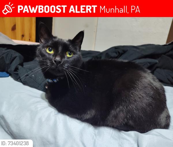 Lost Female Cat last seen W Miller Ave, Munhall, PA 15120