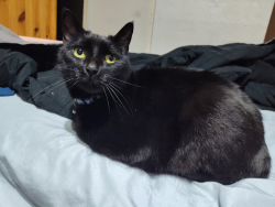 Lost Female Cat last seen W Miller Ave, Munhall, PA 15120
