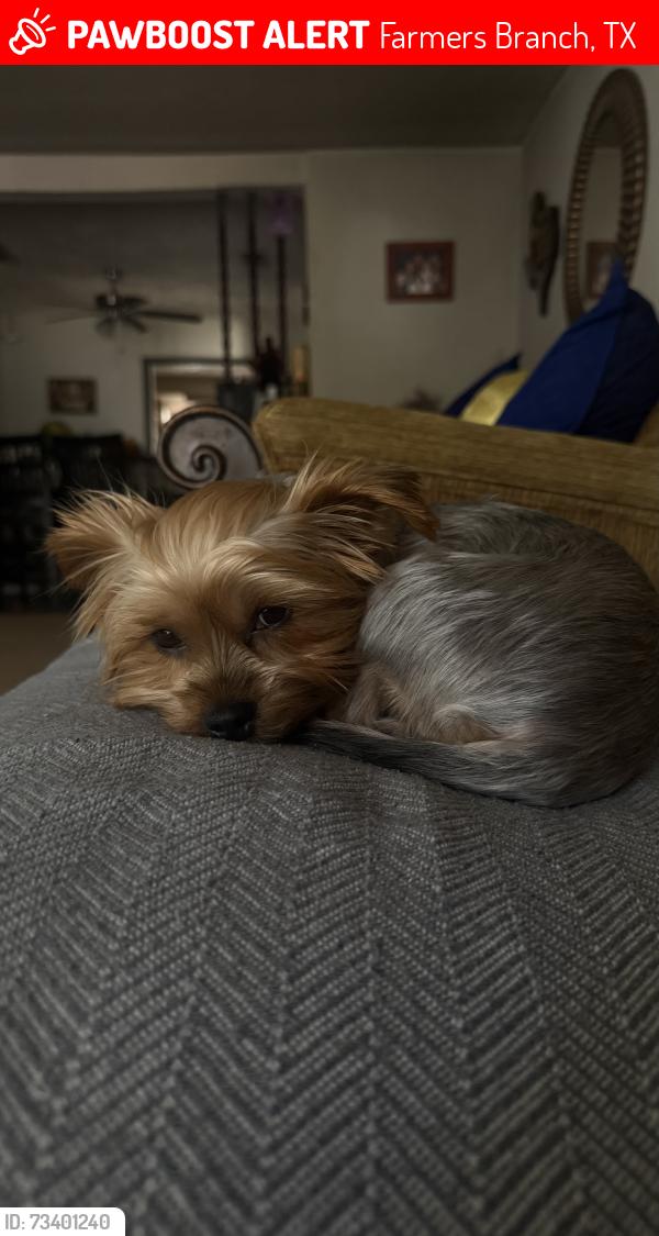 Lost Female Dog last seen Near richland ave, Farmers Branch, TX 75234
