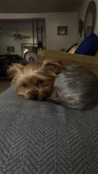 Lost Female Dog last seen Near richland ave, Farmers Branch, TX 75234