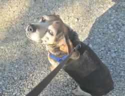 Lost Female Dog last seen Nellies or behind the street on kratz ave, Highland, IN 47710