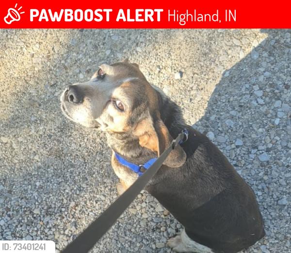 Lost Female Dog last seen Nellies or behind the street on kratz ave, Highland, IN 47710