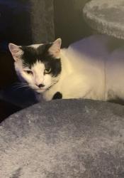 Lost Male Cat last seen Family dollar, dog shack, entertainment one rental, Hudson Falls, NY 12839