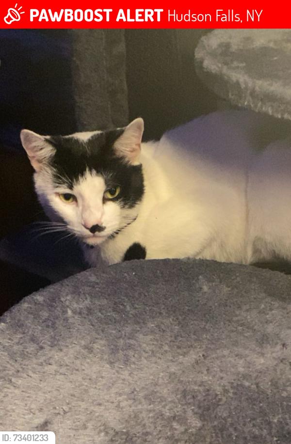 Lost Male Cat last seen Family dollar, dog shack, entertainment one rental, Hudson Falls, NY 12839