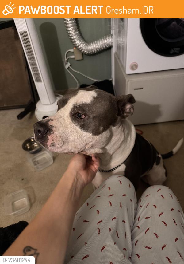 Found/Stray Male Dog last seen Gresham, Gresham, OR 97080