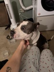 Found/Stray Male Dog last seen Gresham, Gresham, OR 97080