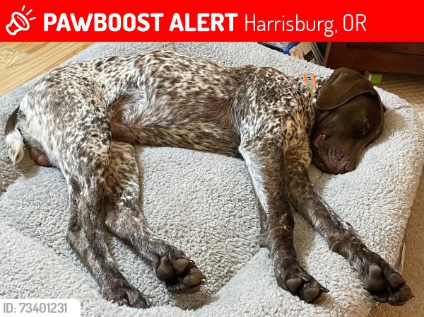 Lost Male Dog last seen Sommerville Loop, Harrisburg, Harrisburg, OR 97446