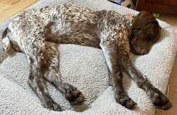 Lost Male Dog last seen Sommerville Loop, Harrisburg, Harrisburg, OR 97446