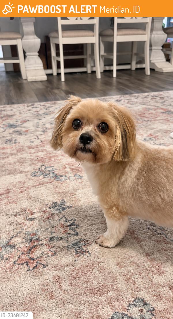 Found/Stray Female Dog last seen Ten mile, Meridian, ID 83642