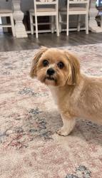 Found/Stray Female Dog last seen Ten mile, Meridian, ID 83642