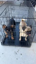 Found/Stray Female Dog last seen Arthur & Maple, Hesperia, CA 92344