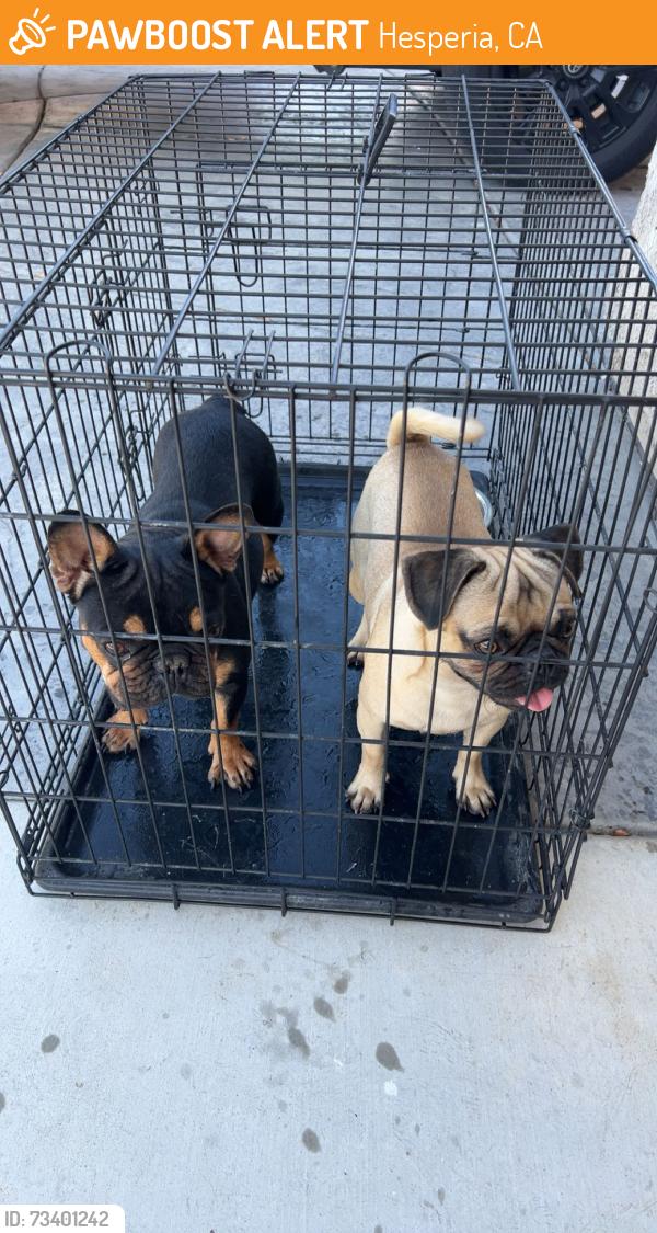 Found/Stray Female Dog last seen Arthur & Maple, Hesperia, CA 92344
