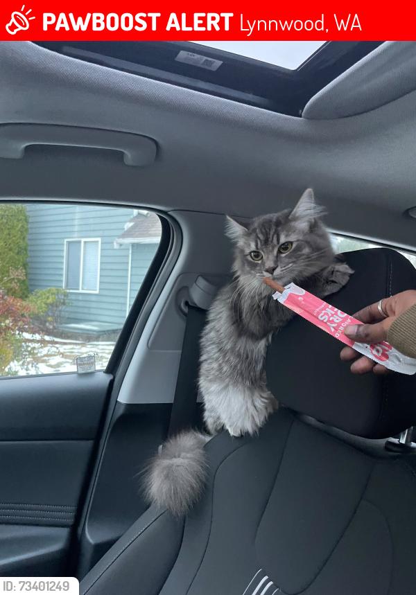 Lost Female Cat last seen Spruce elementary, Lynnwood, WA 98037