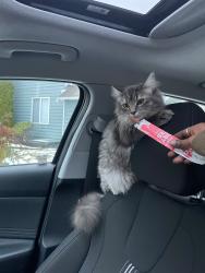 Lost Female Cat last seen Spruce elementary, Lynnwood, WA 98037