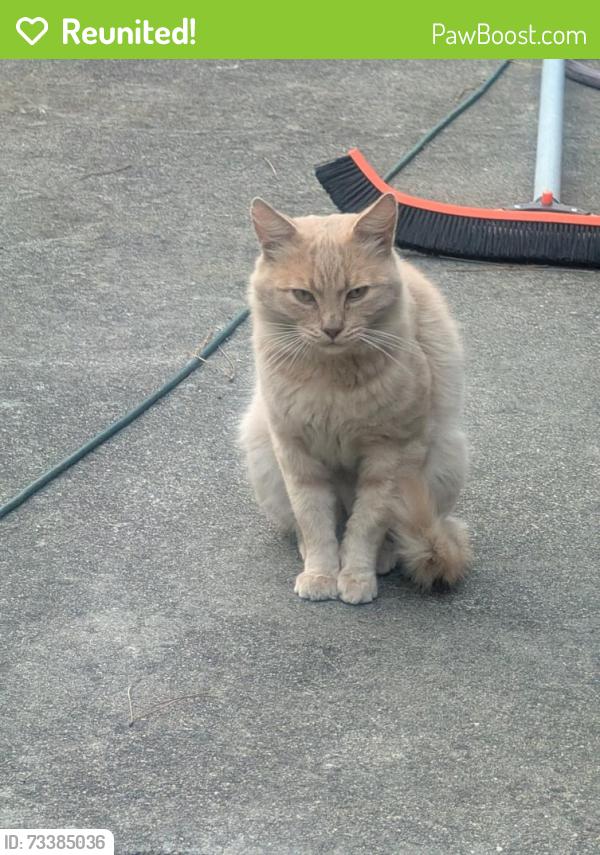 Reunited Male Cat last seen Alta Mesa Dr and Cuesta, South San Francisco, CA 94080