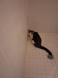 Reunited Female Cat last seen Villas at Somerset Complex, Kissimmee, FL 34746