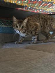 Lost Female Cat last seen Bay ct, east laurel creek road, Belmont, CA 94002